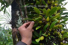 Bulbophyllum mysorense